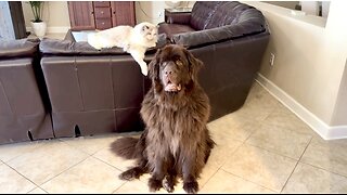 Ragdoll Playfully Harasses Tolerant Newfie And Cavalier