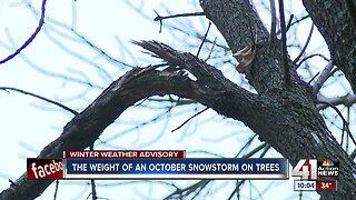 Rare October snowstorm might wreak havoc on trees