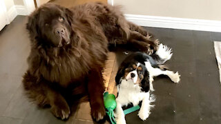 Adorable doggy duo show excitement for their day