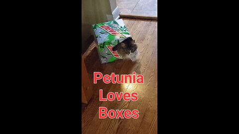 Petunia The Norwegian Forest Cat Loves Boxes