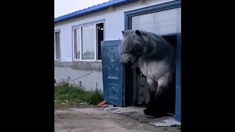 The hulk horse