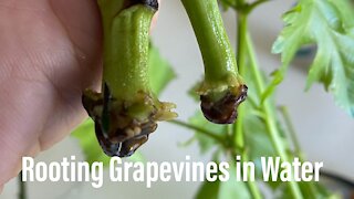 Propagate Grapevines From Green Cuttings
