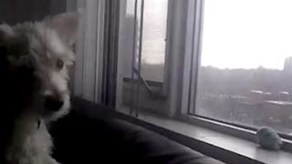 Funny Dog Tries To Reach A Window With The View