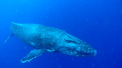 Pod of humpback whales swim under surprised swimmers in Tonga