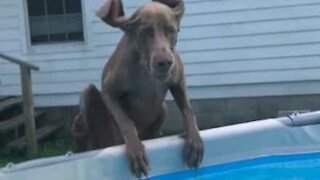 O mergulho deste cadela na piscina merece nota 10!
