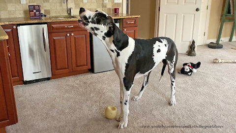 Great Dane is embarrassed to get caught howling in the act