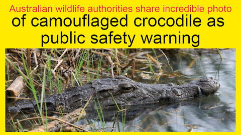 Australian wildlife authorities share incredible photo of camouflaged Crocodile