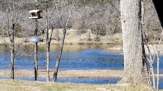 PETE AT THE FEEDER (HEAVY PRESENCE OF PETE TODAY)