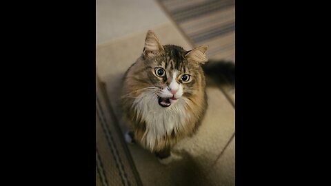 Friday Night Party With Petunia (Featuring Petunia The Norwegian Forest Cat)