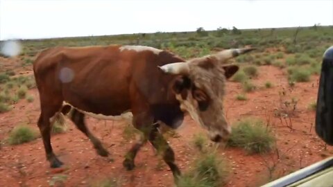 The Real Australia - Outback Cattle Staion. Motorcycle camping pt 21