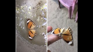 Rescue Butterfly 🦋