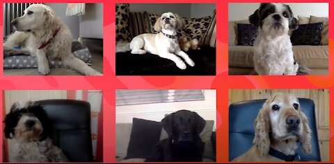 Woofing From Home | Dogs working on-line ;)