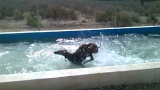 Overenthusiastic Dog Cools Off In Backyard Pool