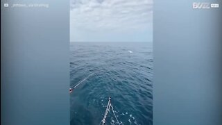 Peixe Agulhão-vela atinge pescador em alto-mar!