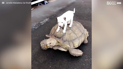 Un cucciolo di cane prende un passaggio da un'enorme tartaruga