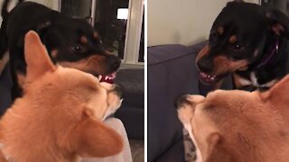 Doggy hilariously plays the "I'm not touching you" game
