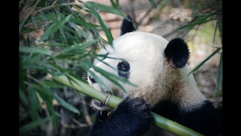The endangered panda eats sugar cane with a cute