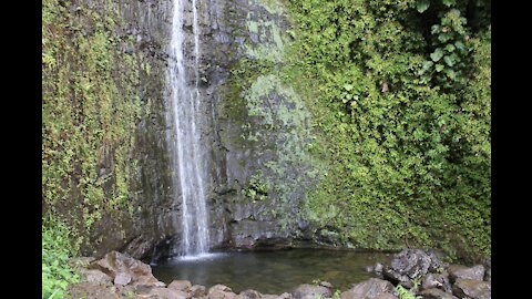 Moana Falls Trail Hike O'ahu re-opens! (June, 2021)
