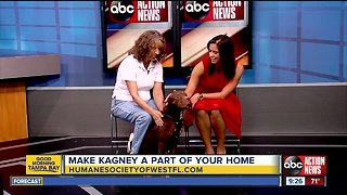 Rescues in Action March 9 | Kagney seeks forever home
