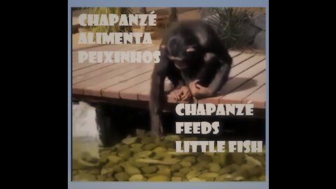 chipanzé alimentando peixinhos chimpanzee feeding little fish