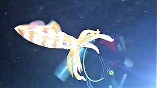 Scuba divers encounter bizarre and beautiful squid hunting at night