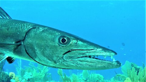 Scuba diver records gigantic teeth of great barracuda