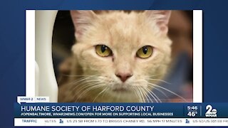 Pip Squeek the cat is looking for a home at the Humane Society of Harford County