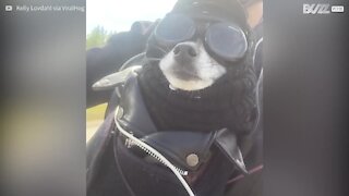 Un cane alternativo che adora andare in Harley-Davidson!