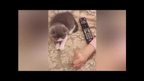 Laugh a lot with funny videos about cats and dogs