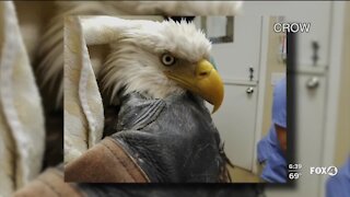 Bald eagle release postponed