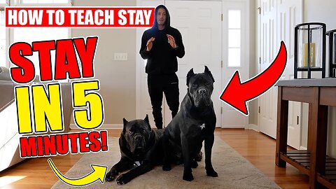 How To Teach Your Dog To STAY In 5 minutes! AMAZING Results