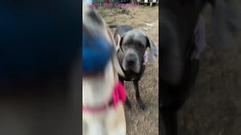 John again??? #shorts #dogs #love #shortsvideo #dog #doglover #kids #goodmorning #birds #greatdane