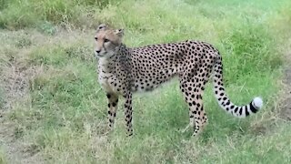 Up close with some cheetahs