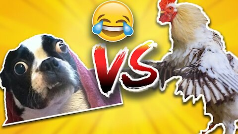 Chicken VS Dog Fight _ Funny Dog Fight clips