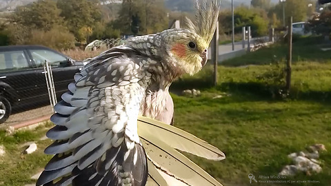 Trained Cockatiels Fly Free And Return To Owner On Command