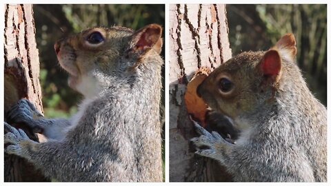 Amazing Little Squirrel Collects Nuts From Inside of a Tree