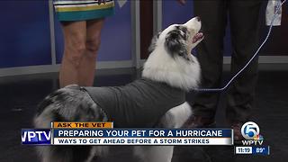 Prepare your pet for tropical weather