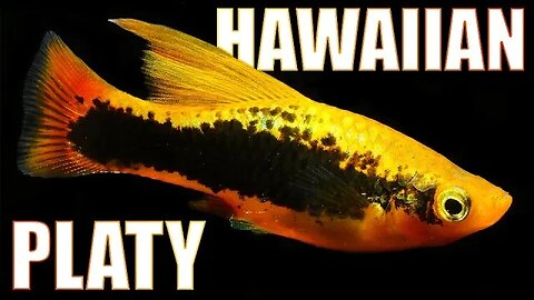Hawaiian Variatus Platy - The Ultimate Platy Fish