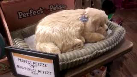 Christmas Toy Gift Ideas 2020 Perfect Petzzz Sleeping Puppy