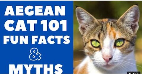 Aegean Cats 101 : Fun Facts & Myths