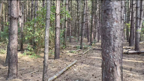 I found a new pine forest 4K