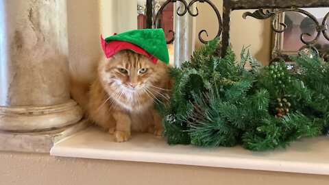 Funny Great Dane Avoids Cranky Cat In An Elf Hat