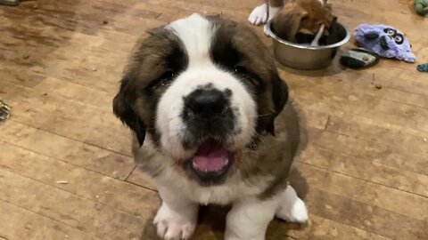 Norman’s daily pictures for a year- watch him grow in 4 minutes- St. Bernard