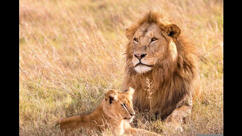 Lion Cubs Meet Dad for the First Time