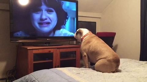 Bulldog watches horror movie, does something incredible during scary scene