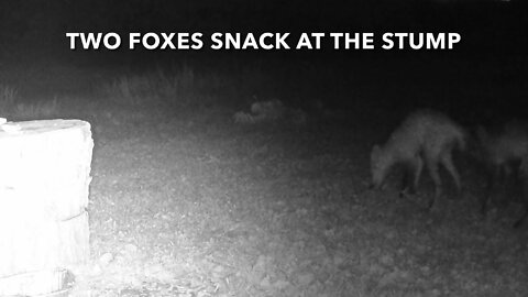 Two Foxes Snack At The Stump