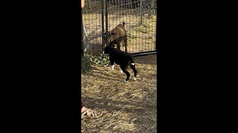 Puppy meets baby goat!