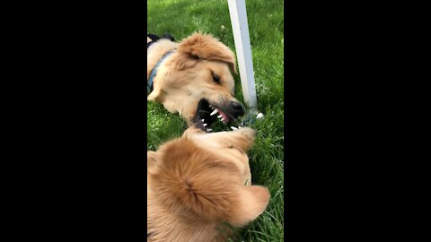 Golden retriever puppy making funny sounds while playing