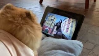 Cachorro adora assistir o filme “Pets 2”