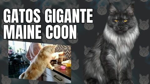 Gatos maine coon gigante Saiba a origem